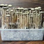 A clear plastic container filled with soil is densely packed with tall, thin, pale Panaeolus cyanescens Naolinco mushrooms growing upwards against a wooden background.
