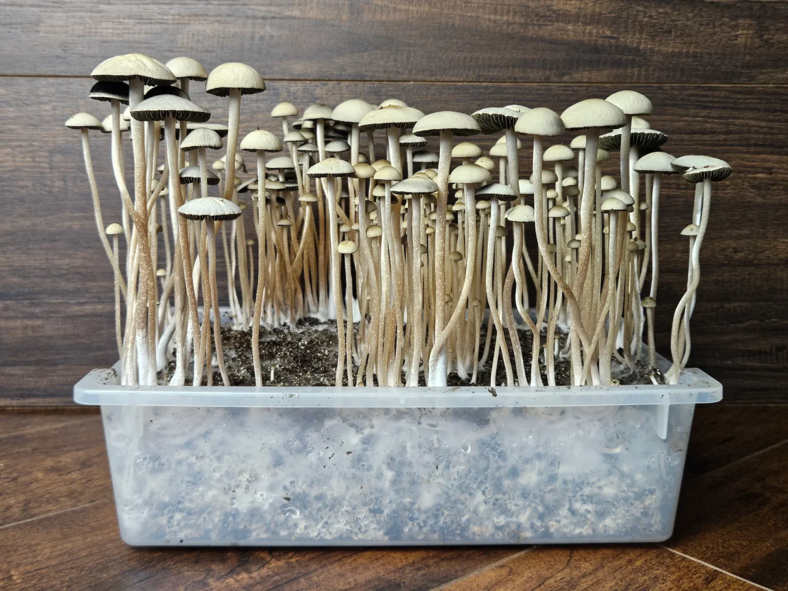 A clear plastic container filled with soil is densely packed with tall, thin, pale Panaeolus cyanescens Naolinco mushrooms growing upwards against a wooden background.