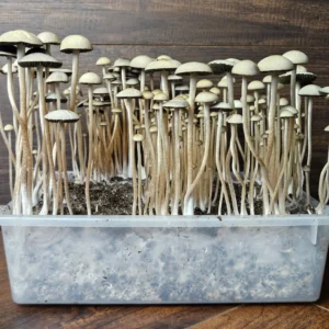 A clear plastic container filled with soil is densely packed with tall, thin, pale Panaeolus cyanescens Naolinco mushrooms growing upwards against a wooden background.