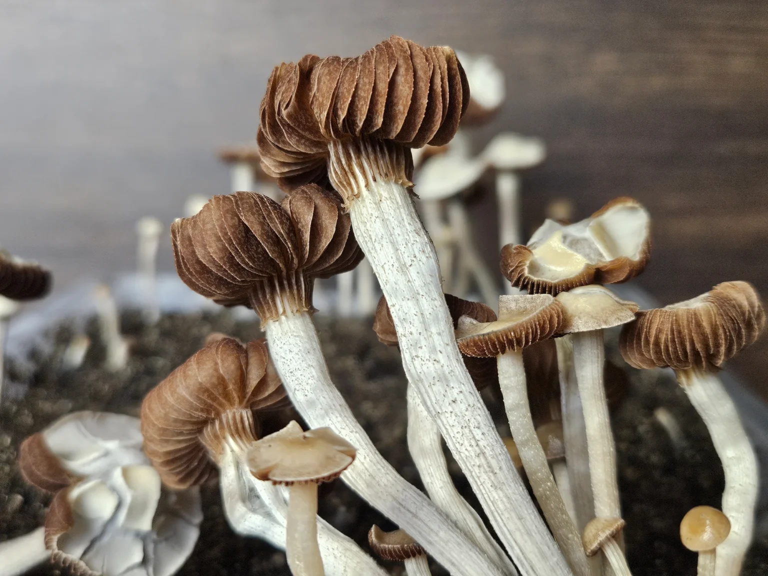Panaeolus Cyanescens Eungai spore print