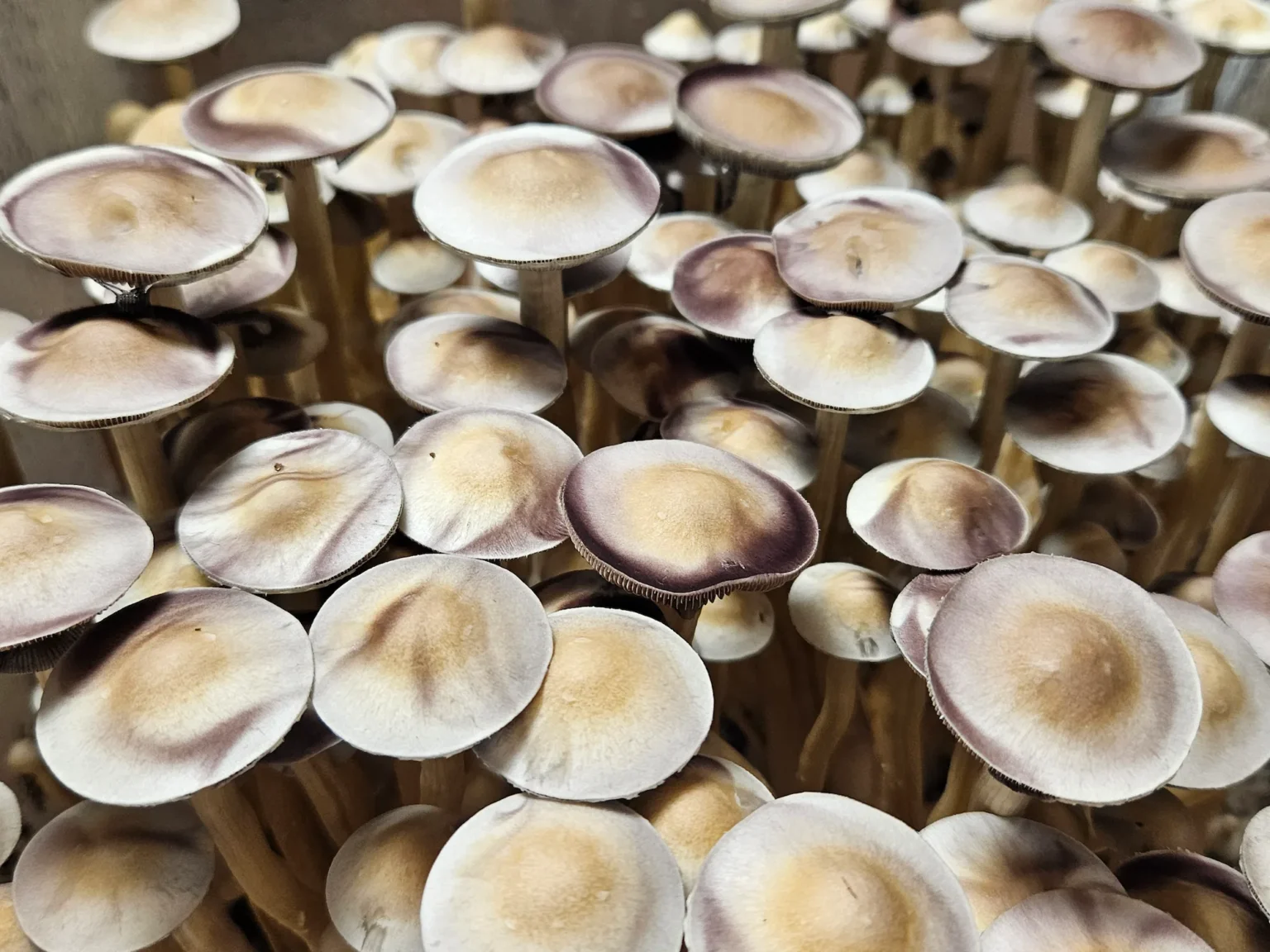 A dense flush of mature Psilocybe cubensis Ban Hua Thanon mushrooms with pale golden caps.