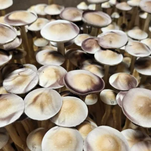 A dense flush of mature Psilocybe cubensis Ban Hua Thanon mushrooms with pale golden caps.